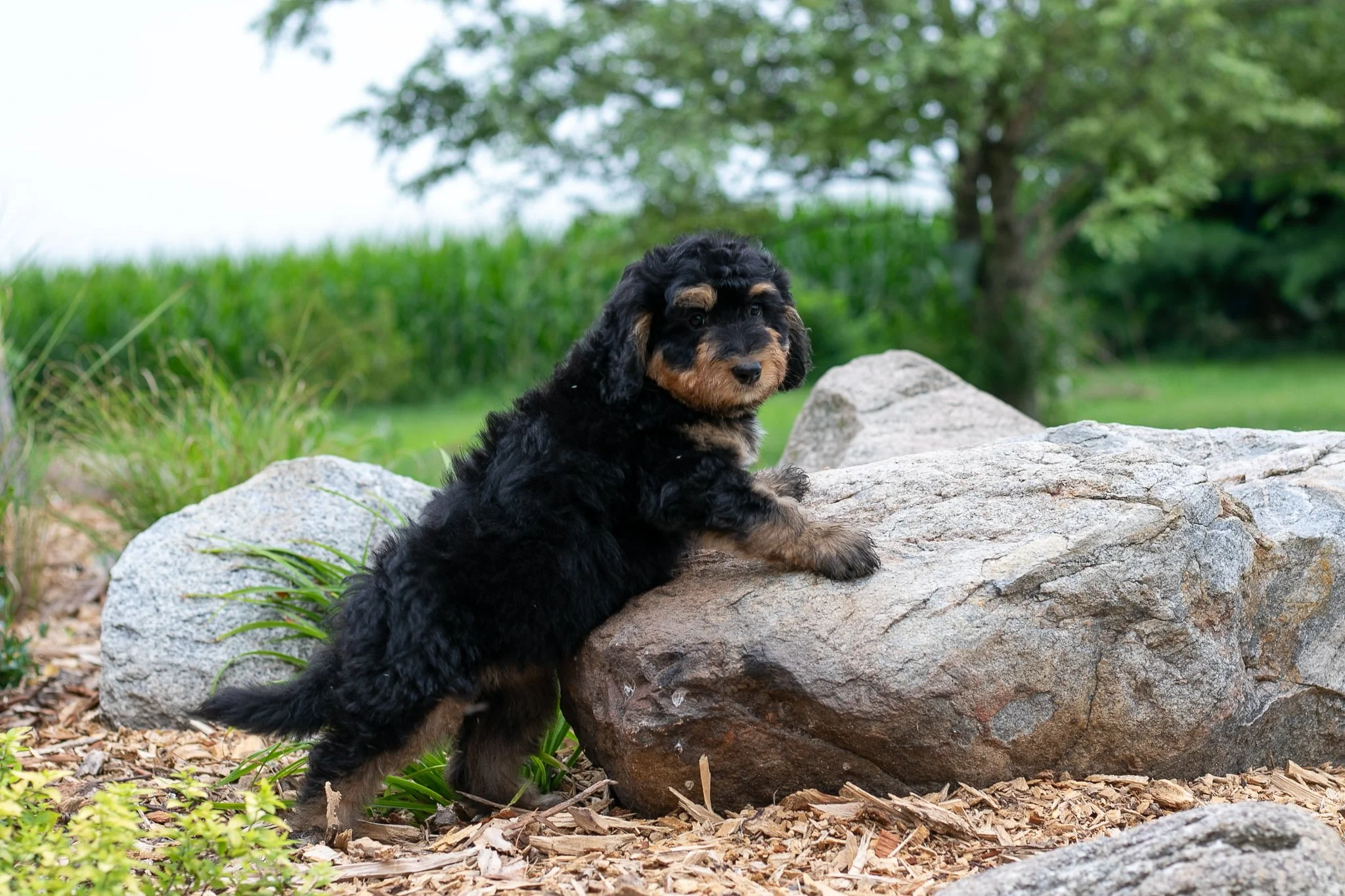 オリジナル 子株 veitchii Auburn  AR OC pup Platycerium Veitchii Auburn River pup – HCorchids